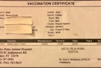 Rabies Vaccine Certificate – Tula'S Endless Summer for Fascinating Rabies Vaccine Certificate Template