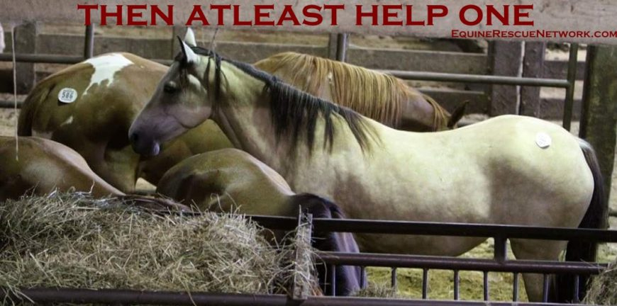 The Real Truth About New Holland - Equine Rescue Network inside Horse Adoption Contract Template